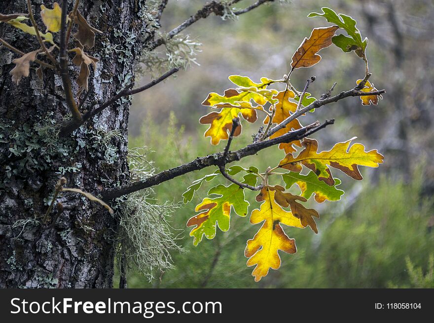 Close-up of a tree and some leafs in Autumn in a spanish forest
