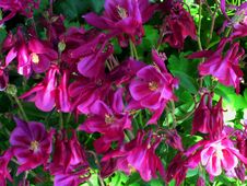 Macro Photo With Decorative Background Texture Petals Pink Color Of Herbaceous Plants Aquilegia Royalty Free Stock Image Macro Photo With Decorative Background Texture Petals Pink Color Of Herbaceous Plants Aquilegia Royalty Free Stock Image