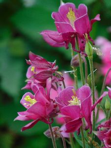 Macro Photo With Decorative Background Texture Petals Pink Color Of Herbaceous Plants Aquilegia Royalty Free Stock Images Macro Photo With Decorative Background Texture Petals Pink Color Of Herbaceous Plants Aquilegia Royalty Free Stock Images
