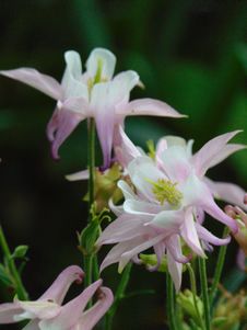 Macro Photo With Decorative Background Texture Petals White Delicate Color Of Herbaceous Plants Aquilegia Stock Images Macro Photo With Decorative Background Texture Petals White Delicate Color Of Herbaceous Plants Aquilegia Stock Images