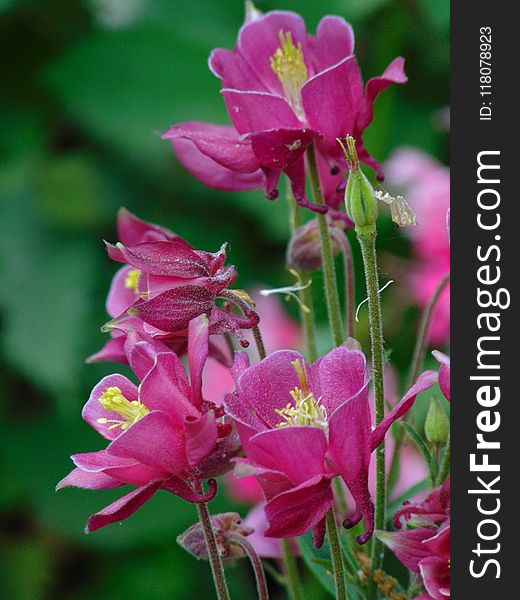 Macro photo with decorative background texture petals pink color of herbaceous plants Aquilegia on a blurry light green background as a source for prints, advertising, posters, decor, Wallpaper