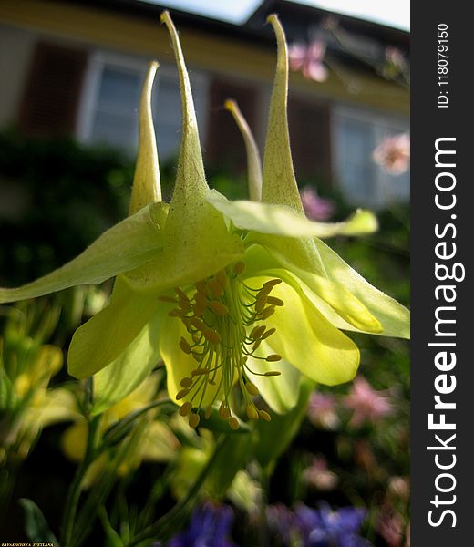 Macro Photo With Decorative Background Texture Petals Amber Color Of Herbaceous Plants Aquilegia