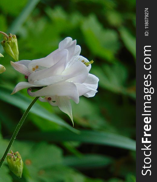 Macro photo with decorative background texture petals white delicate color of herbaceous plants Aquilegia on a blurry light green background as a source for prints, advertising, posters, decor, Wallpaper