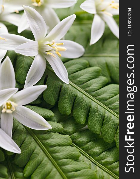 Composition from the leaves of a fern and blossoming buds