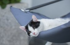 Lazy Cat Resting In An Armchair Stock Photos