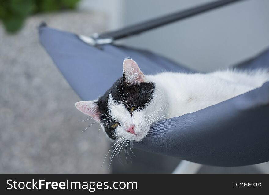 Lazy cat resting in an armchair in the garden