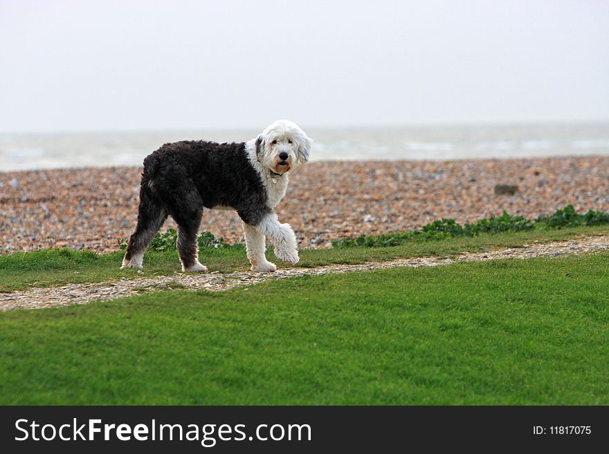 Beach walk dog