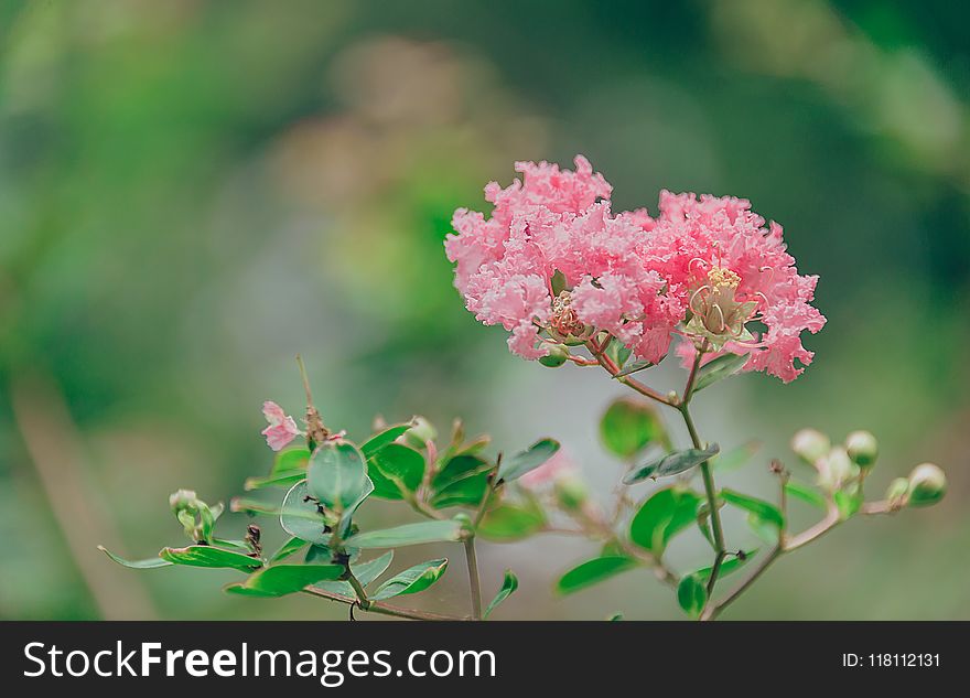 Shallow Focus Photography of Pink Petal Flowers