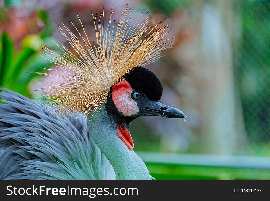 Selective Focus Photography Of Green Big Bird