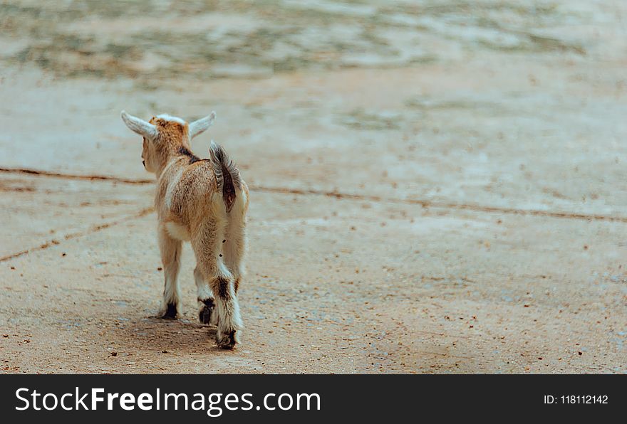 Brown and White Goat Walking on Ground