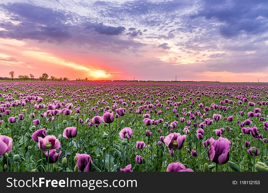 Purple Petaled Flower Field