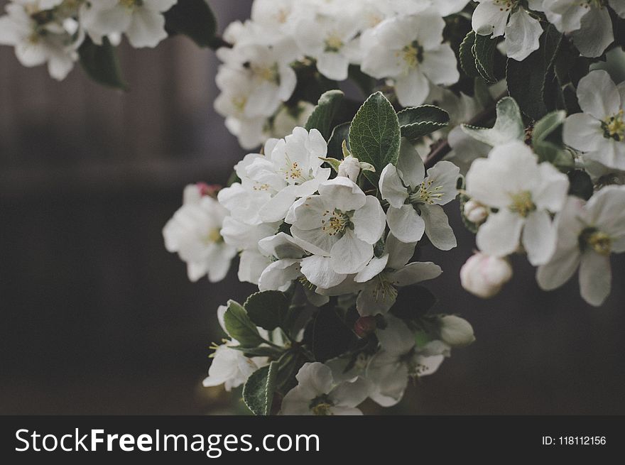 White Flowers Macro Shot