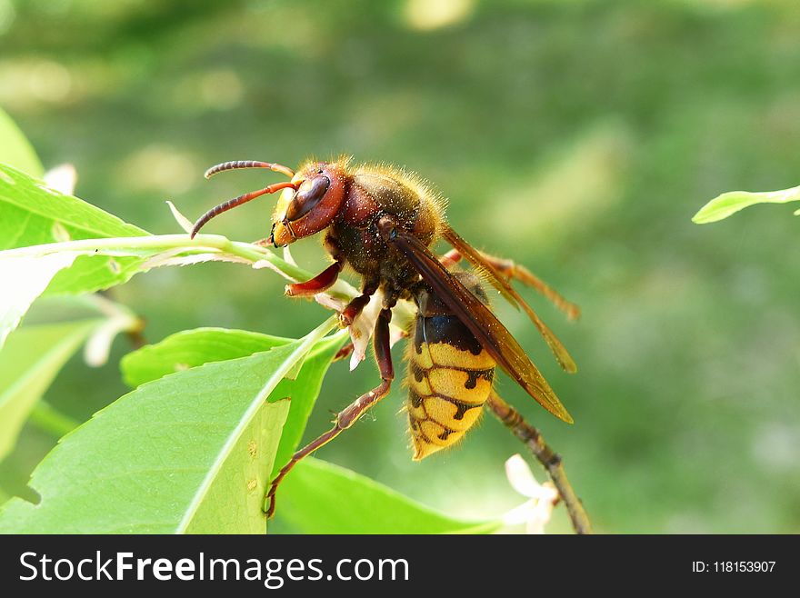 Insect, Wasp, Pest, Membrane Winged Insect