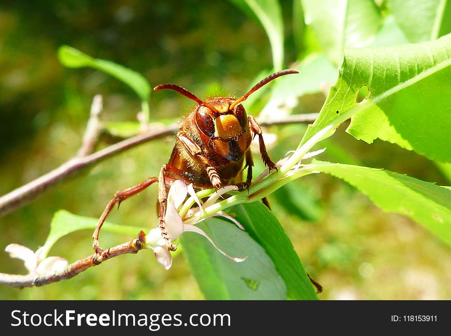 Insect, Pest, Invertebrate, Hornet