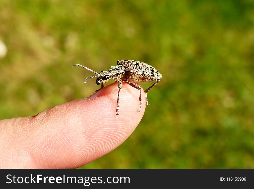 Insect, Invertebrate, Fauna, Weevil