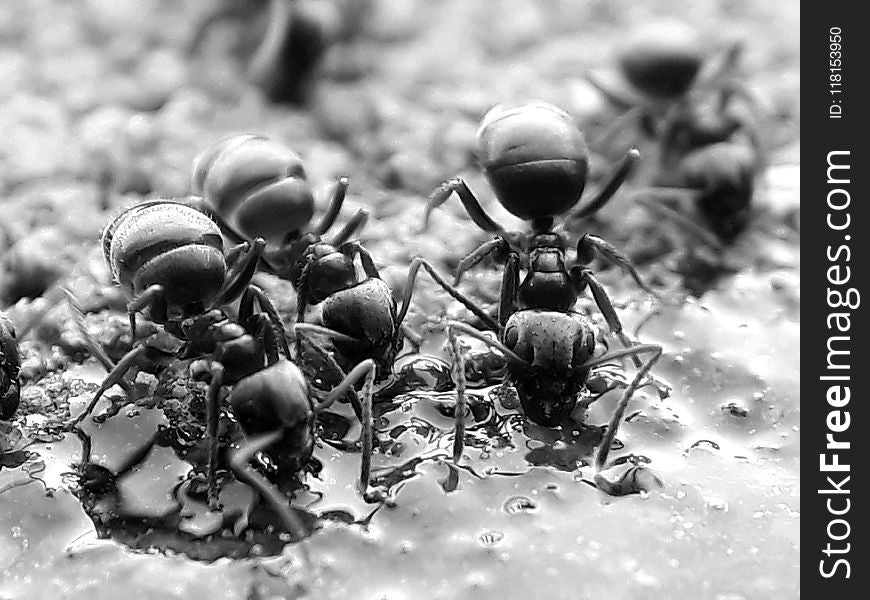 Insect, Black And White, Pest, Macro Photography