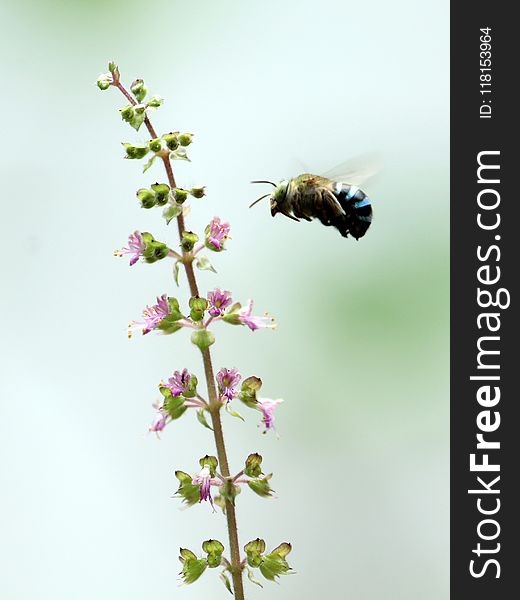 Bee, Insect, Membrane Winged Insect, Pollinator