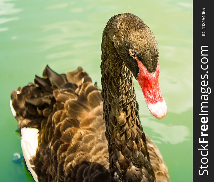 Beak, Ducks Geese And Swans, Water Bird, Bird