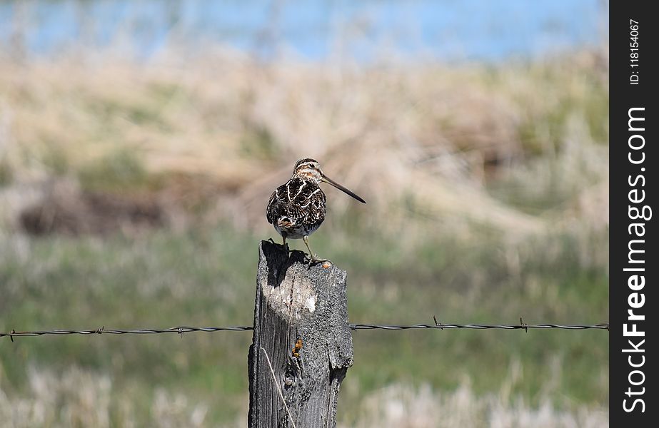 Fauna, Ecosystem, Bird, Wildlife