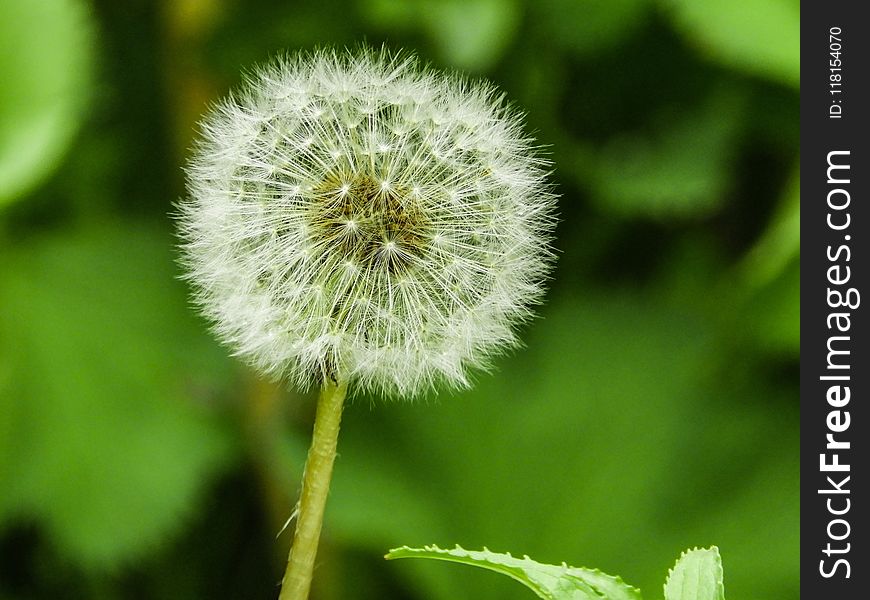 Flower, Dandelion, Flora, Plant