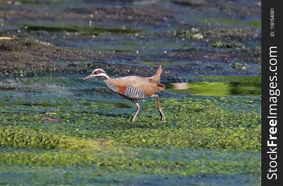 Bird, Ecosystem, Fauna, Wildlife