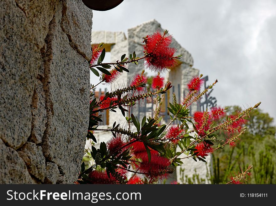 Flower, Plant, Flora, Spring