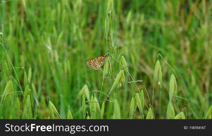 Butterfly, Moths And Butterflies, Ecosystem, Insect