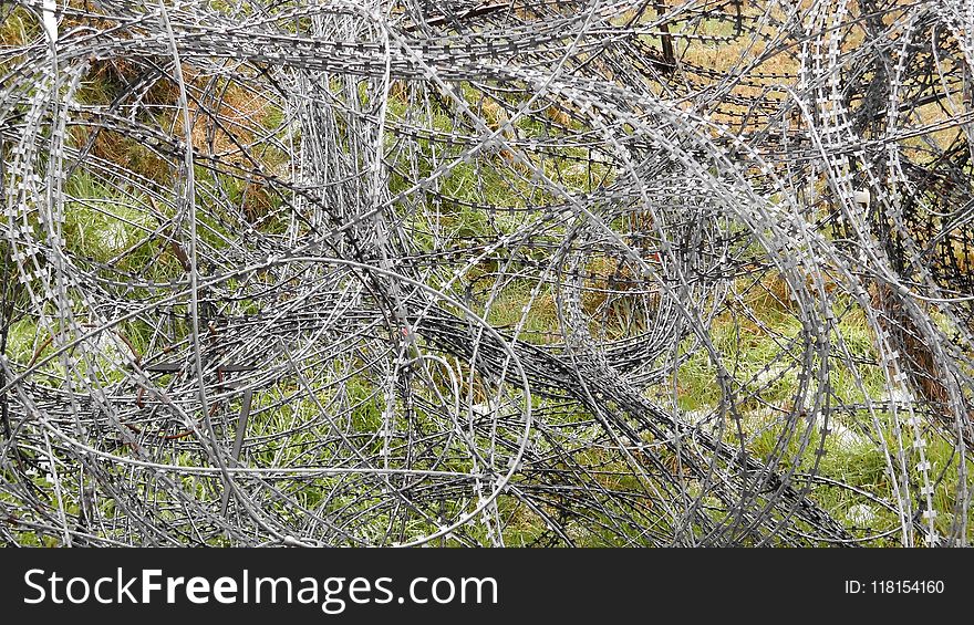 Branch, Tree, Flora, Plant