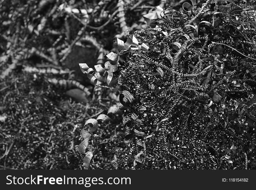 Black, Black And White, Monochrome Photography, Vegetation