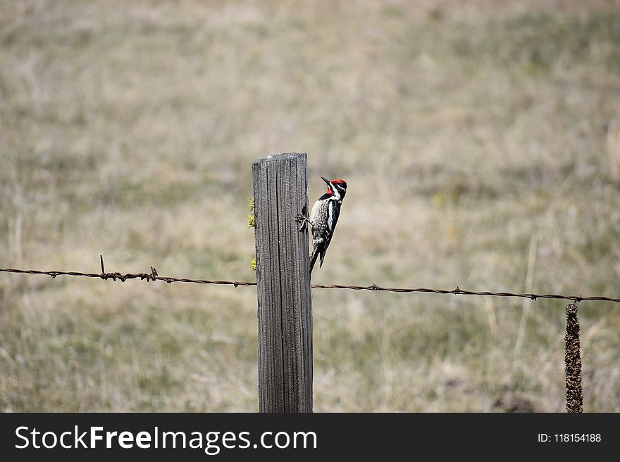 Fauna, Bird, Wire Fencing, Grass
