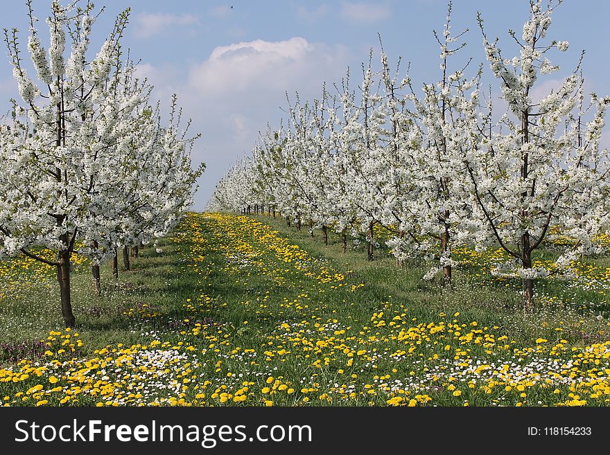 Blossom, Spring, Flower, Tree