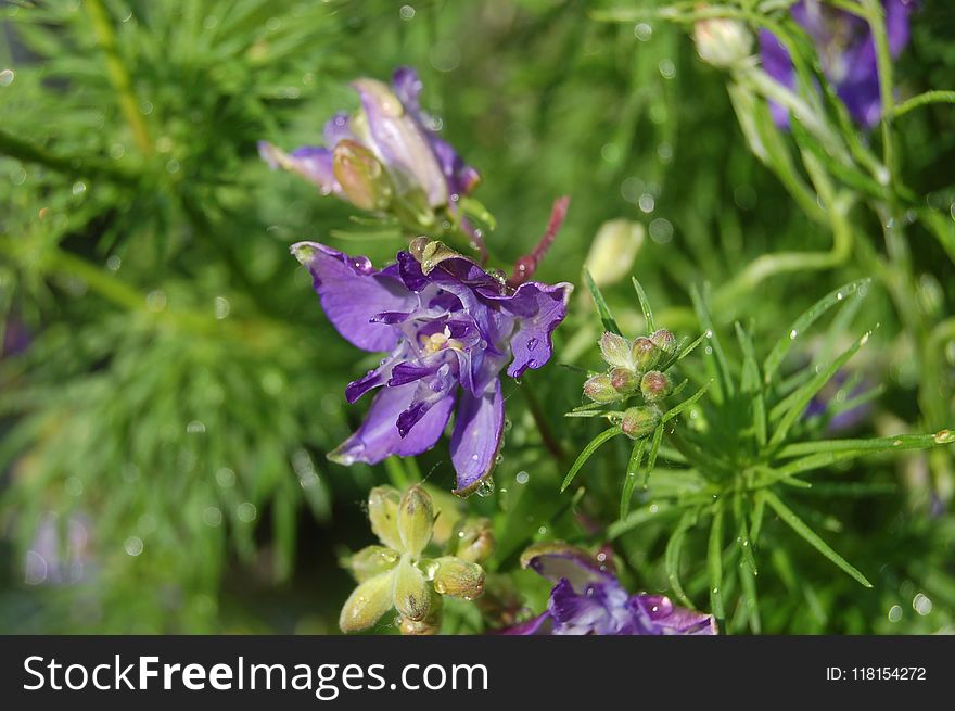 Flora, Plant, Flower, Bellflower Family