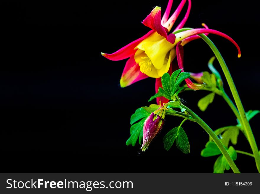 Flower, Flora, Plant, Flowering Plant