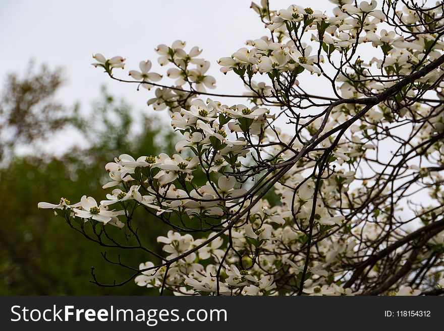 Plant, Branch, Spring, Blossom