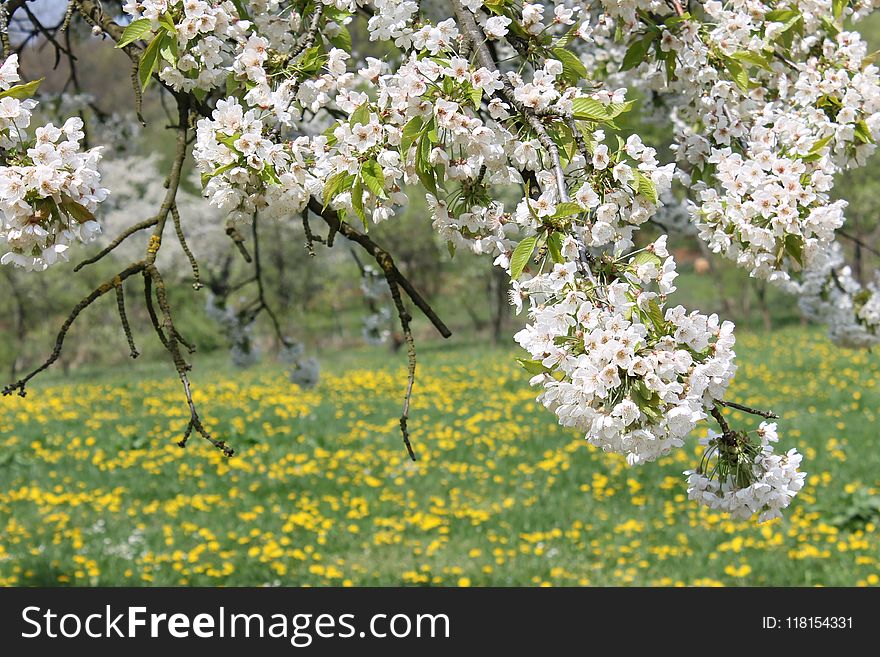 Blossom, Spring, Flower, Tree