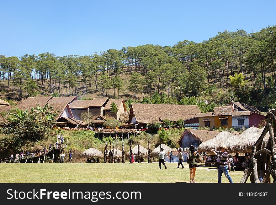 Tree, Village, Rural Area, National Park