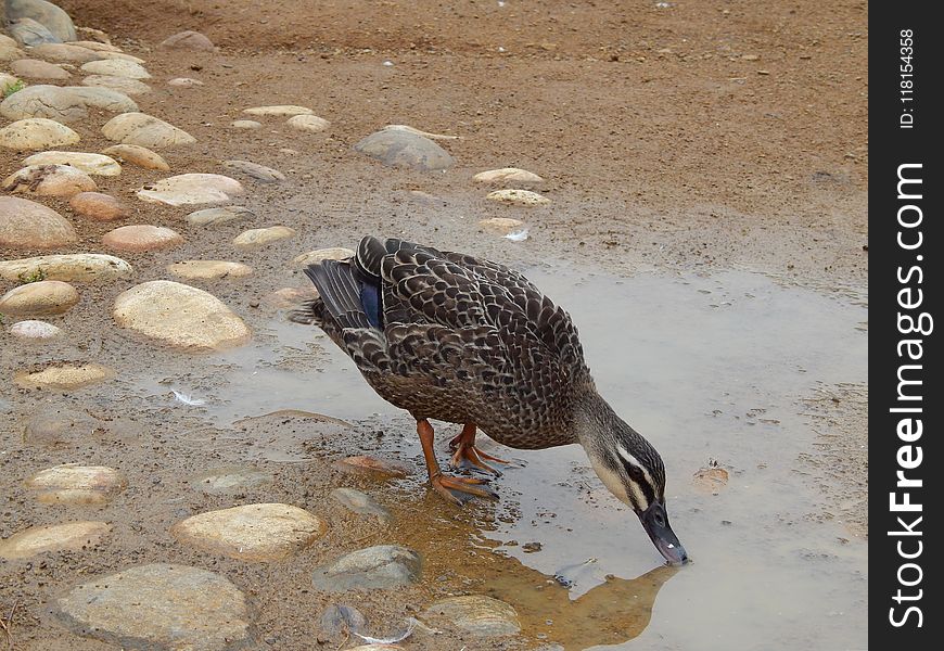 Bird, Fauna, Beak, Feather