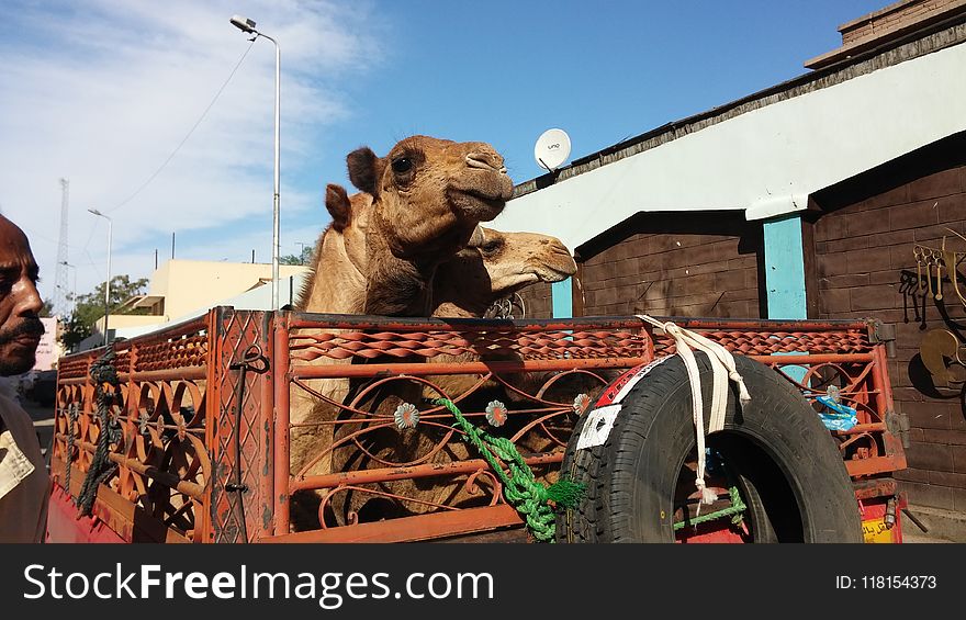 Vehicle, Snout, Statue, Camel