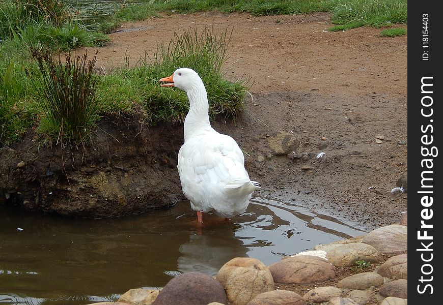 Bird, Water Bird, Ducks Geese And Swans, Duck