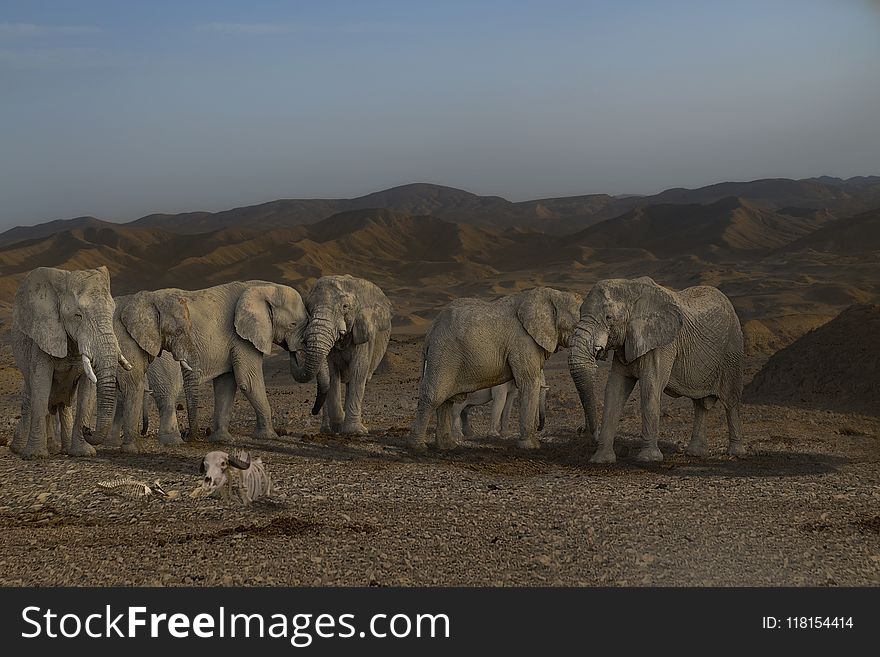 Elephants And Mammoths, Elephant, Herd, Wilderness