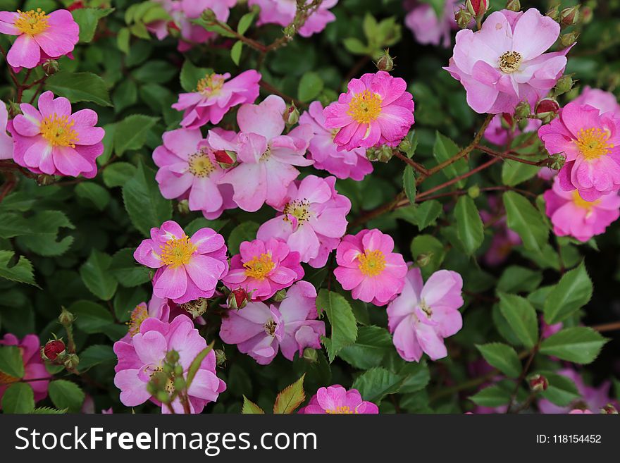 Flower, Plant, Flowering Plant, Flora