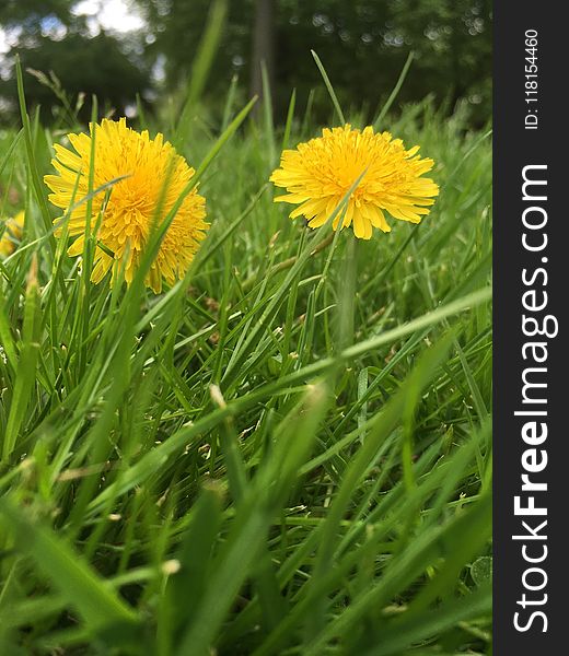 Flower, Dandelion, Grass, Golden Samphire