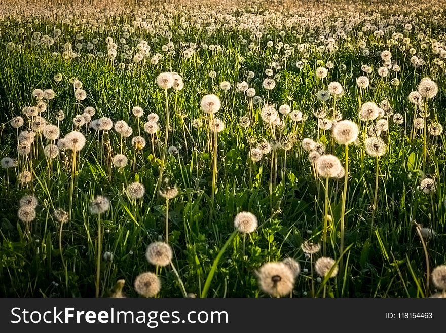 Flower, Field, Meadow, Ecosystem