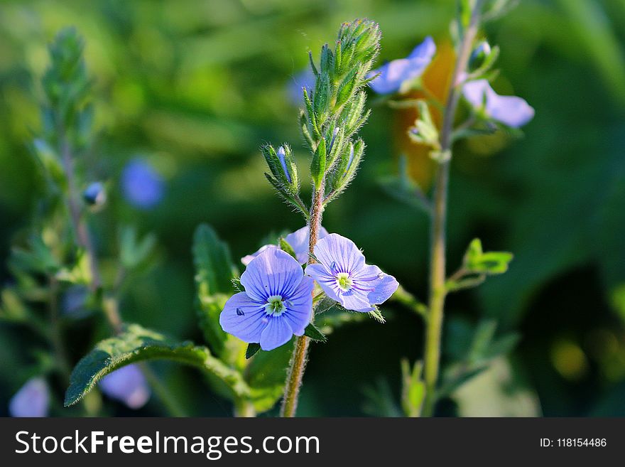 Flower, Plant, Flora, Flowering Plant