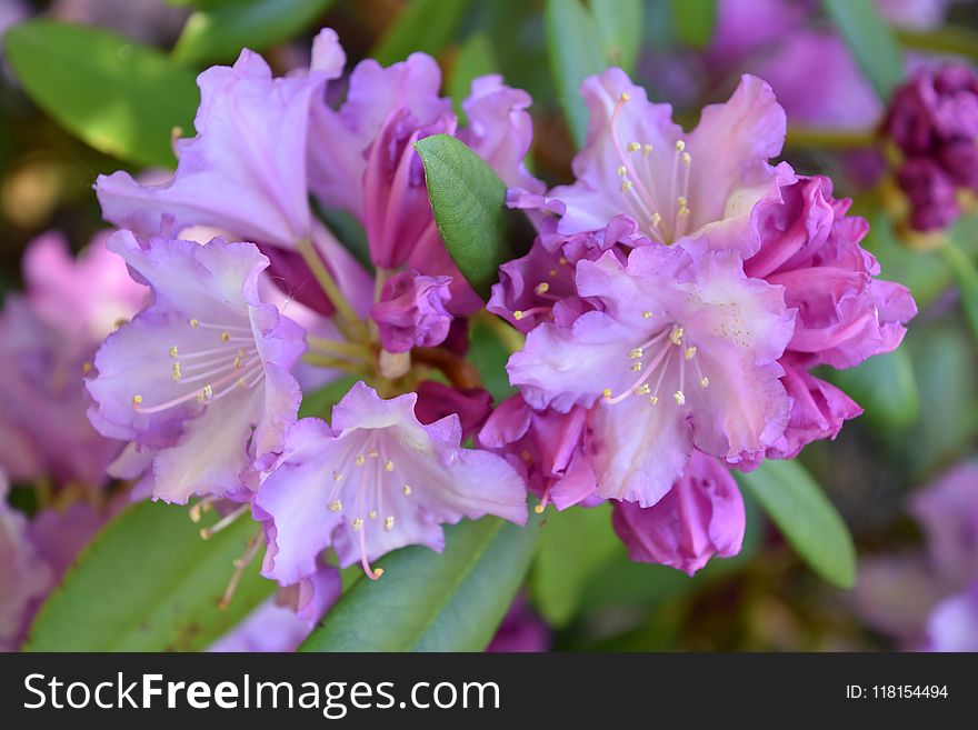 Flower, Plant, Woody Plant, Flowering Plant