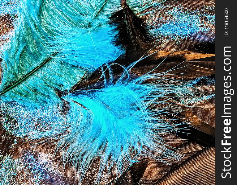 Blue, Feather, Water, Turquoise