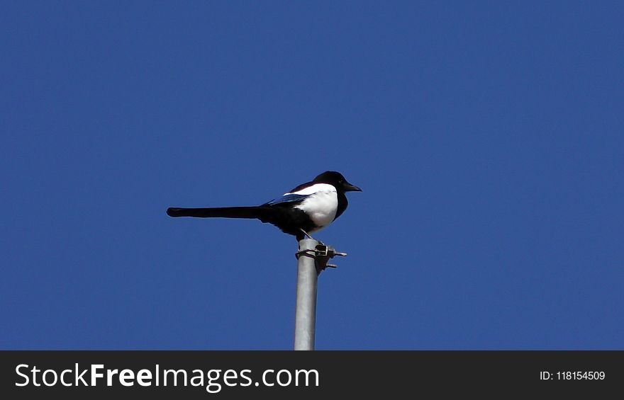 Bird, Sky, Beak, Crow Like Bird