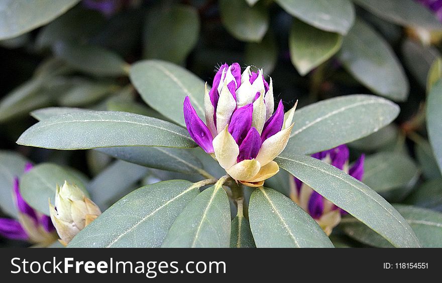 Plant, Flower, Flora, Purple