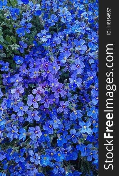 Blue, Flower, Plant, Aubretia