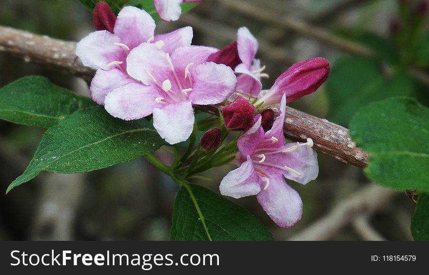 Plant, Flora, Flower, Flowering Plant